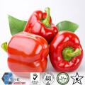 2019 New Crop AD Polvo de pimiento rojo a granel deshidratado